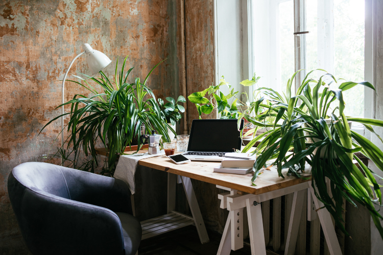 Kancelarija sa stolom i stolicom kao i velikim zelenim biljkama svuda okolo